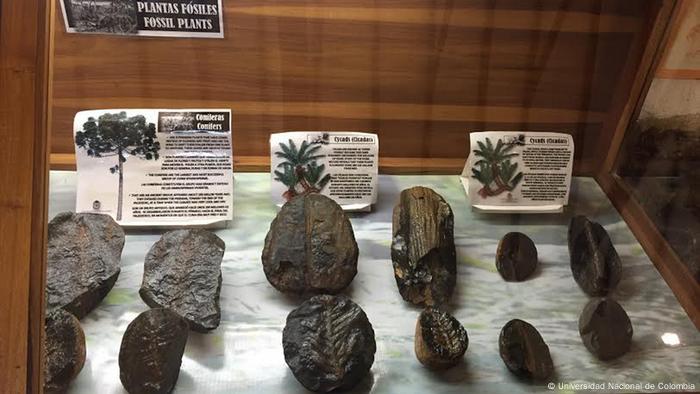 En este mar habitaban muchos organismos que ahora están extintos, pero que en esa época dominaban los océanos.