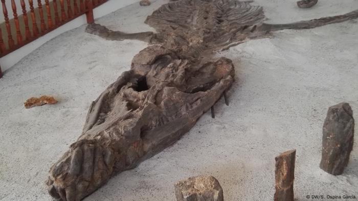 Esta especie es muy conocida gracias al ejemplar exhibido en el Museo El Fósil.
