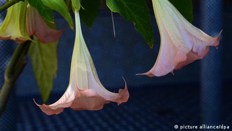 Angel's trumpet (picture alliance/dpa)