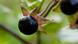 Atropa belladonna Tollkirsche Atropa belladonna Tollkirsche