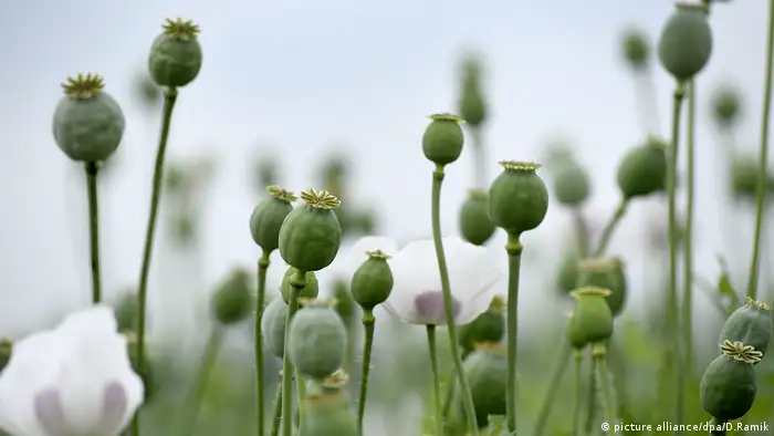 Mother Nature's drug lab