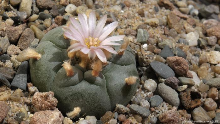 Peyote cactus (picture-alliance/WILDLIFE)