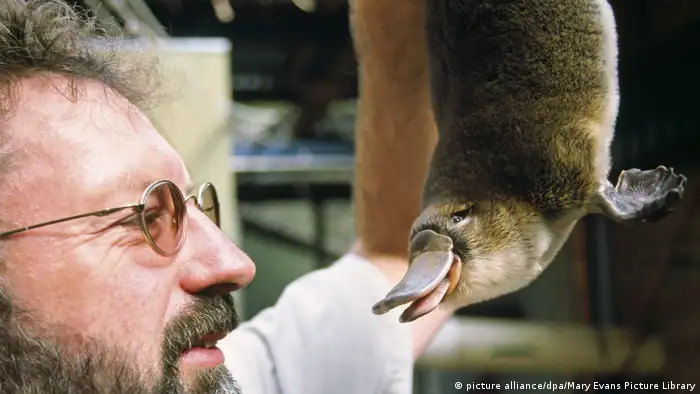 A scientist holding a platypus (picture alliance/dpa/Mary Evans Picture Library)
