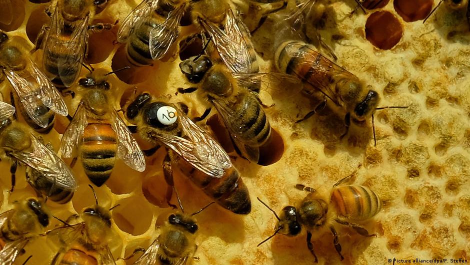 A beehive with ‘air conditioning’ DW 07/13/2017