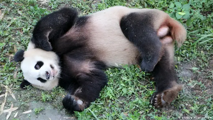 China's panda for the Berlin Zoo (picture-alliance/dpa)