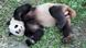 China Pandas für den Berliner Zoo China Pandas für den Berliner Zoo