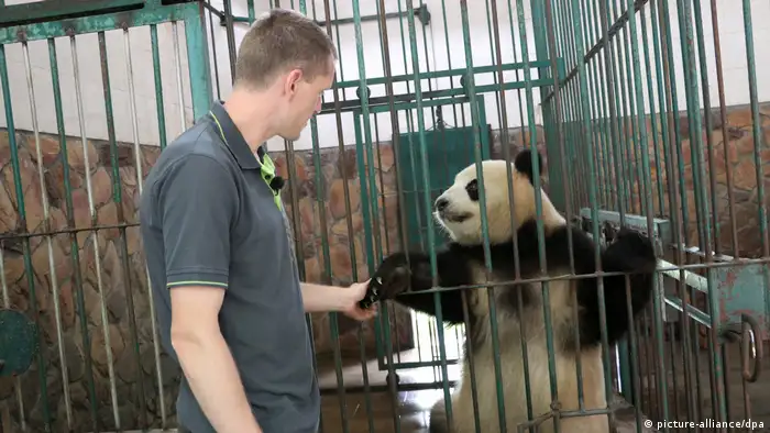 China Pandas für den Berliner Zoo