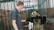 Treinador encontra na China a panda Meng Meng, que será recebida pelo Zoológico de Berlim Treinador encontra na China a panda Meng Meng, que será recebida pelo Zoológico de Berlim