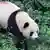 China Pandas für den Berliner Zoo