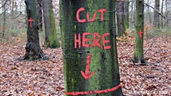 Bemalte Bäume im Kelsterbacher Wald