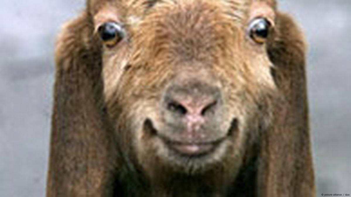 Goat Sounds Noises atelieryuwa.ciao.jp