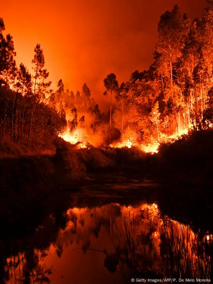 Scientists plan a comeback for Ukraine's war-ravaged forests, Science