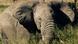 Elephant Elephant