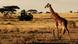 Giraffe in Serengeti Giraffe in Serengeti