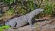 Komodo - Taman Nasional Komodo Komodo - Taman Nasional Komodo