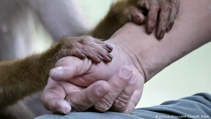 Symbolbild Evolutionstheorie (picture-alliance/AP Photo/M. Baker)