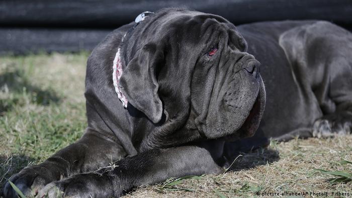 USA Kalifornien Wettbewerb Worlds Ugliest Dog Gewinnerin Martha (picture-alliance/AP Photo/E. Risberg)