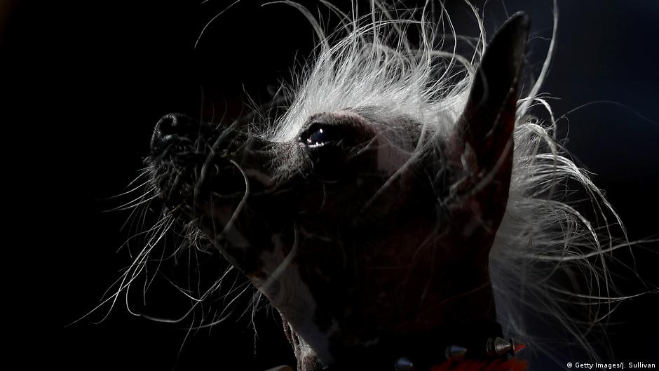 World's Ugliest Dog Contest 2017 DW 06/24/2017