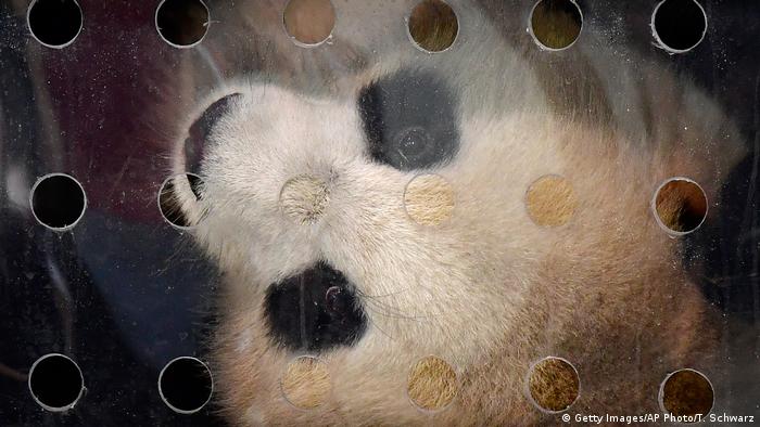 Deutschland | Pandas Meng Meng und Jiao Qing landen in Berlin (Getty Images/AP Photo/T. Schwarz)
