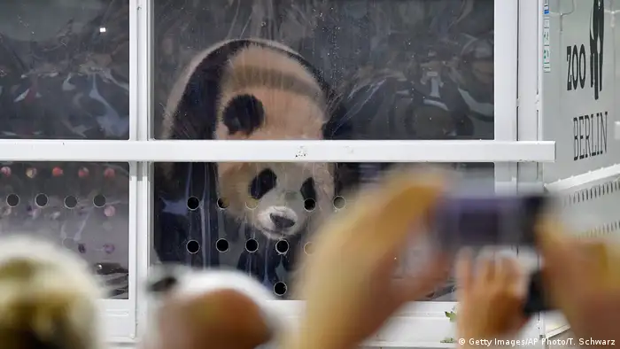 Deutschland | Pandas Meng Meng und Jiao Qing landen in Berlin