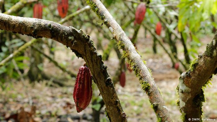 Cacao plants
