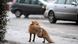 a picture of a fox in Berlin a picture of a fox in Berlin