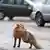 a picture of a fox in Berlin