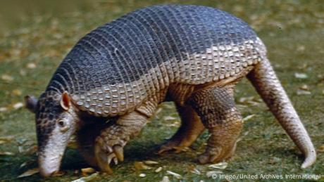 También el armadillo, quien fuera la mascota del Mundial de fútbol de Brasil, se encuentra en una situación delicada en Sudamérica. Catalogado como vulnerable, es víctima de la caza y la venta ilegal. La destrucción del hábitat por la urbanización, la ganadería y la agricultura es otra de als causas de desaparición de especies animales.