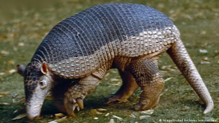 También el armadillo, quien fuera la mascota del Mundial de fútbol de Brasil, se encuentra en una situación delicada en Sudamérica. Catalogado como vulnerable, es víctima de la caza y la venta ilegal. La destrucción del hábitat por la urbanización, la ganadería y la agricultura es otra de als causas de desaparición de especies animales.