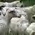 Deutschland Herdenschutzhund bewacht Schafe bei Scheeßel