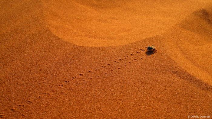 Why Life Thrives In The Foggy Namib Desert Science In Depth Reporting On Science And Technology Dw 14 08 17