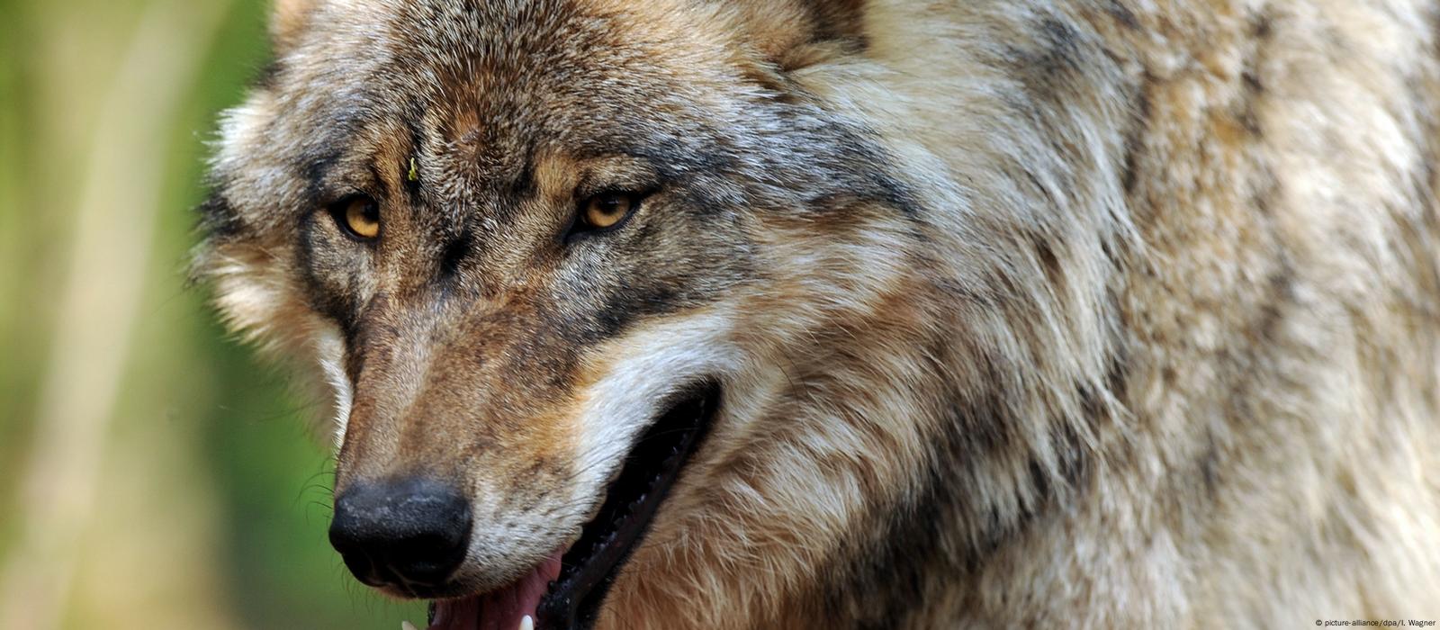 Germans divided over return of wolves – DW – 08/31/2017