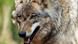 Wolf Wolf