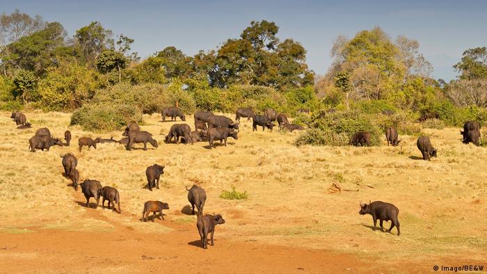 Tansania Selous Nationalpark Büffel