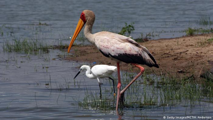 A yellow-billed stork and an egret on the shore of a lake in Selous