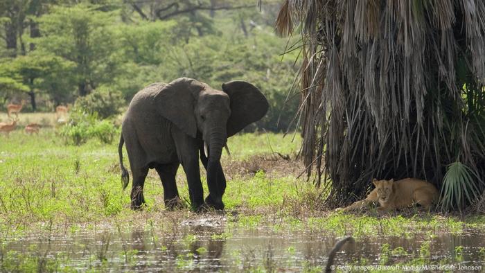 Elephant meet lion in Selous National Park in Tanzania (Getty Images/Barcroft Media/M. Sheridan-Johnson)
