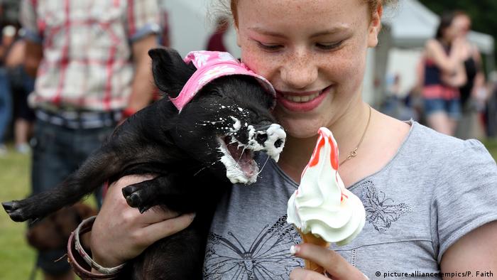 A girl feeds a little piggy with soft-serve ice cream (picture-alliance/empics/P. Faith)ice