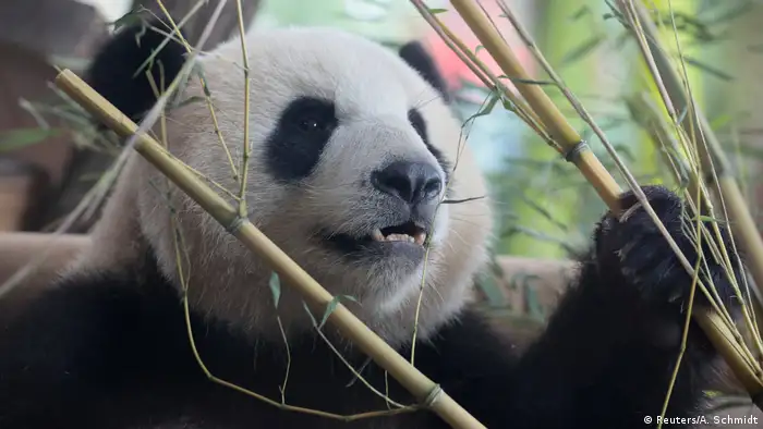 1980年，来自成都的一对大熊猫“宝宝”和“天天”作为中国的“礼物”来到德国柏林动物园，成为德国公众的宠儿。其实，踏上德意志土地的第一只熊猫是“琪琪”，1958年就来到了东柏林。“天天”到西柏林两年后病亡，“宝宝”一直在柏林动物园生活到2012年，以34岁“高龄”去世。