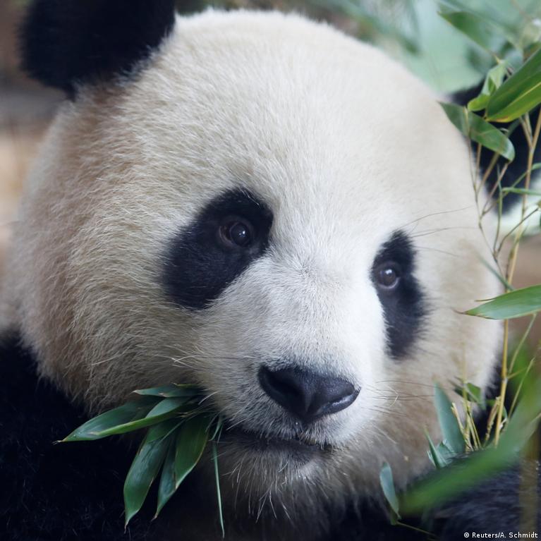Los pandas llevan comiendo bambú desde hace 6 millones de años