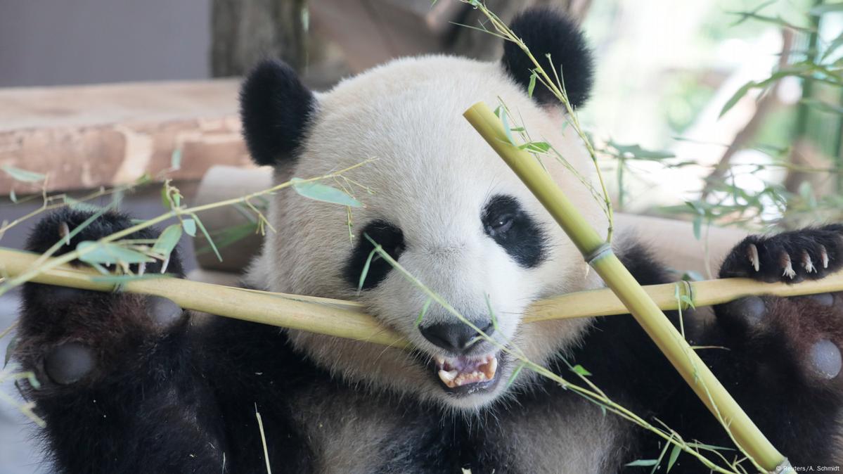 Así cambiaron su dieta los pandas hace seis millones de años - Yo Animal