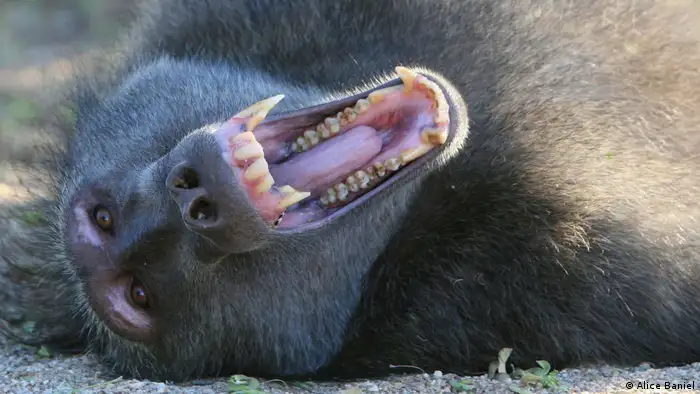 A baboon displaying his canines