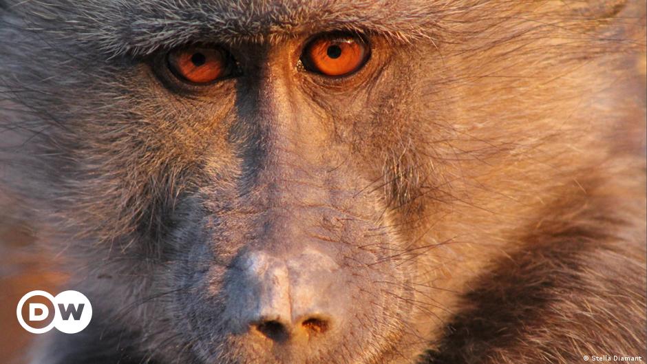 Apes are natural sexual harassers – DW