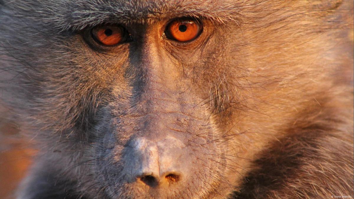 Apes are natural sexual harassers – DW