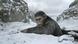 Film still from "War For The Planet Of The Apes" Film still from "War For The Planet Of The Apes"