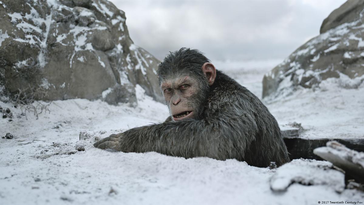 新品未開封 Wild Wise Apes 3rd world 新品未開封 Wild Wise Apes 3rd world Amazon.com: LM Treasures