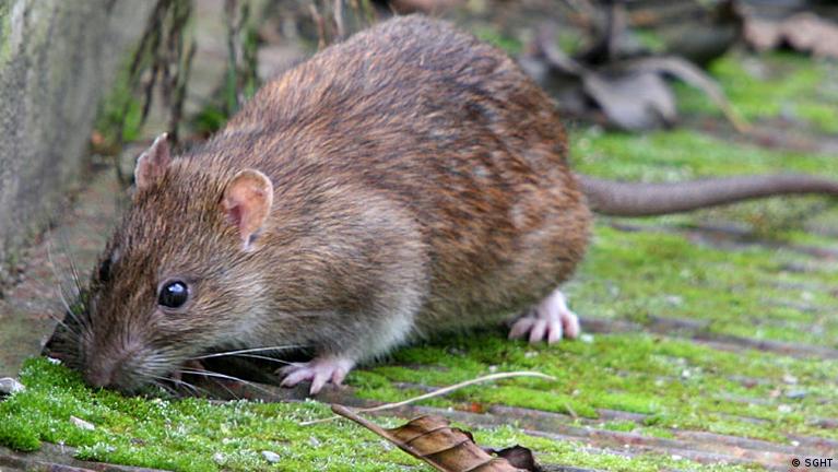 How to beat a rat plague
