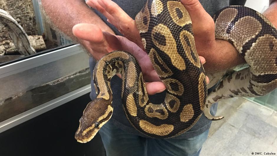 Snake Special - Python, Viper, Anaconda & Co