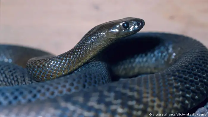 Schlangenarten | Schreckensschlange