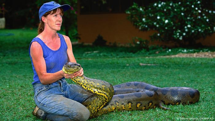 The green anaconda belongs to the Boas family.  It lives in the deep, dark waters of the South American jungle.  Some reach up to 8.8 meters in length and 200 kilograms in weight.  The anaconda wraps around its victim and slowly strangles it.