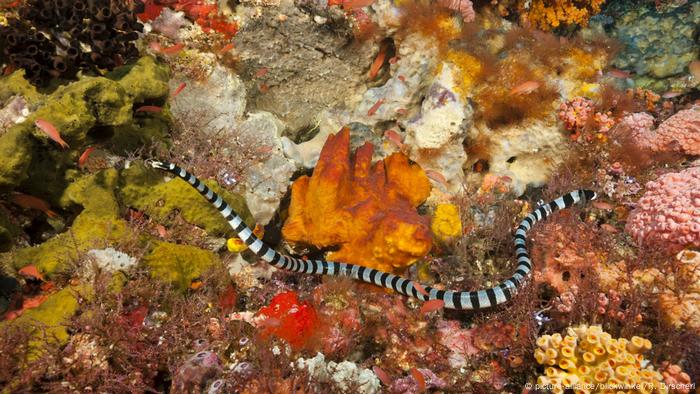 There are snakes that live in coral reefs.  However, this yellow-lipped garter snake always returns to land to feed and mate.  Some sea snakes are among the most poisonous species.  Unlike fish, they do not have gills and have to come to the surface for air.
